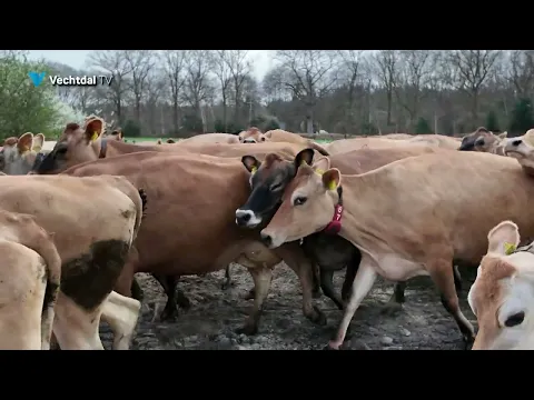 Koeiendans op Jersey koeien boerderij Klein Slendebroek