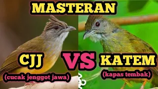 masteran burung cucak jenggot vs burung kapas tembak