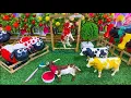 Download Lagu Wadidau Proses Potong Sapi Kurban, Simulasi Potong Sapi Kurban, Cow VideO