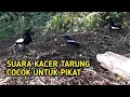 Download Lagu Suara pikat kacer terbaru 2020