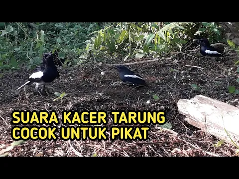 Download MP3 Suara pikat kacer terbaru 2020