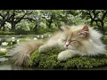 Download Lagu Musik Relaksasi untuk Kucing 🐾 | Musik Dengkuran Kucing untuk Tidur | Tanpa Iklan 🎵