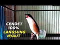 Download Lagu PANCINGAN CENDET SUSAH BUNYI BAKALAN LANGSUNG NYAUT DAN IKUT GACOR DENGAN SUARA CENDET GACOR INI ‼️