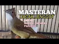 Download Lagu MASTERAN CUCAK JENGGOT GACOR mbeset ngepik nembak bagus buat PANCINGAN dan masteran