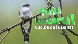 Download Mama Cucule de la Banat - Puiu Lautarul, Mai tare ca Florin Salam MP3