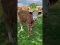Animal Sounds with Real Animals A Cow