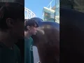 Download Lagu Bull At The Bullring, Birmingham | #vlog #viral #short #shorts #shortsvideo #viralvideo #shortsfeed
