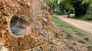 タイの田舎道にはタランチュラの巣がある