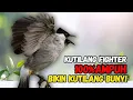 Lagu Suara Burung Kutilang FIGHTER Gacor  Cocok Untuk Pancingan Agar Bunyi