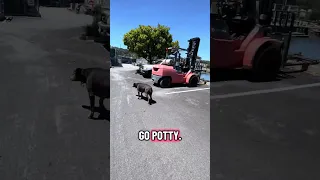 #fyp #dream #pets #doberman #vlog