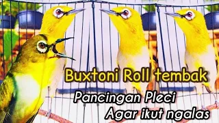 pleci buxtoni roll tembak pancingan pleci agar ikut ngalas