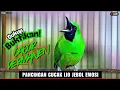 Download Lagu PANCINGAN CUCAK IJO GACOR BUKA PARUH BIKIN LAWAN CEPAT ON LANGSUNG EMOSI BISA JAMTROK