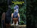 Download Lagu Suara Elang pancing emosi burung kicau