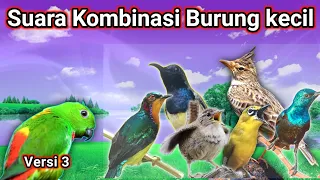 Download masteran burung || KOMBINASI BURUNG KECIL ngerol rapat ngebren tajam MP3