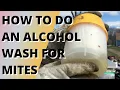 How to do an alcohol wash for mites