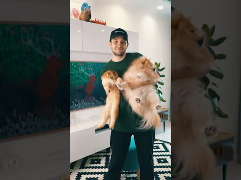 Пушистая семья! Два кота, ежик, песик и я!