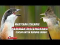 Download Lagu MASTERAN VIRAL BURUNG LOMBA GARANSI JADI JUARAAAAAA
