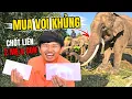 Lagu Vương Phạm Sang Thái Lan Mua Voi Khủng - Chốt Liền Cả 2 Mẹ Con!