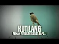 Download Lagu Burung Kutilang: Antara Kicau Merdu dan Julukan Pengganggu