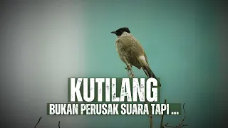 the java sparrow between its sweet chirping and the nickname of a disturber