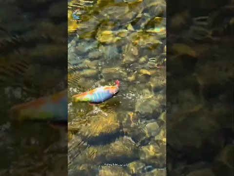 صيد السمك النهري بالسنارة🎣 part2
