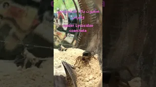 Jordanian S Spider Walking عنكبوت أردني بتمشى Spider Animal Spiders Animals 