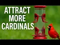 Best Bird Feeder of 2025 Great for Cardinals More