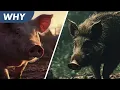 Why do Pigs Change in the Wild