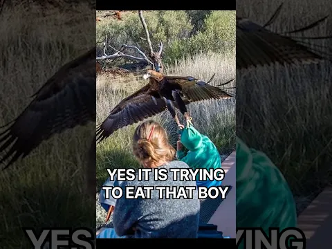 Australian Eagles are built DIFFERENT