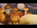 Golden Teacher Timelapse