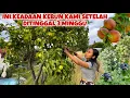 Lagu KEADAAN KEBUN SETELAH LIBURAN RIMBUN PENUH BUAH 😍