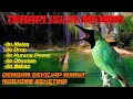 Download Lagu TERAPI CUCAK IJO ISIAN MEWAH AGAR GACOR, PANCINGAN IJO MALAS BUNYI, RANGSANGAN TER'JITU.