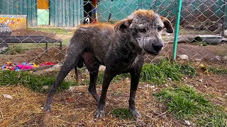 Roadside Dog with Severe Skin Disease Rescued | Jugnu’s Healing Journey