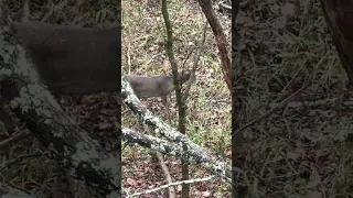 Aldeer