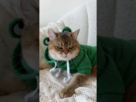Simba cat hate that πΎπ