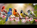 Download Lagu Relaxing Piano Music \u0026 Birdsong | Peaceful Nature Sounds for Deep Sleep \u0026 Stress Relief