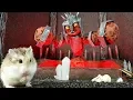 MAJOR HAMSTER vs CAT dr MAX 2 Volcano TREASURE HUNT