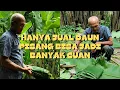 Download Lagu JUAL DAUN PISANG BATU (KLUTHUK), BISA JADI LADANG USAHA !!!