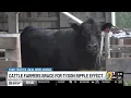 Local cattle farmers brace for Tyson closures ripple effect