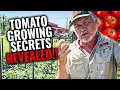 Download Lagu BEST Tips and Tricks For Growing Tomatoes In Your Garden
