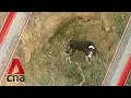 Stranded border collie saved after 3-hour rescue mission in Australia