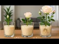 Download Lagu Slechts één kopje! Plotseling schoot de rozentak wortel en bloeide als een gek!
