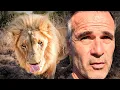 Download Lagu What's Wrong with this LION? | The Lion Whisperer