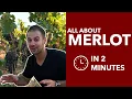 Merlot - All About the Red Merlot Wine Grape from Walla Walla Washington and Beyond
