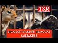 Raccoon or Squirrel in Your Attic How to Avoid The Biggest Wildlife Removal Mistakes