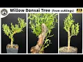 Willow Bonsai Tree from cuttings pt2