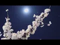 blossom