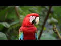 Lagu 10 hours of tropical birds sounds - A beautiful parrot - Exotic birds songs for relax