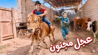 لما ام كشري تشتري عجل في العيد و ابنها يركب فوق العجل   عمر الزير  دندنها