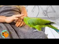 Download Lagu Random Parrot Shows Up At Couple's Garden and Refuses to Leave | Cuddle Buddies